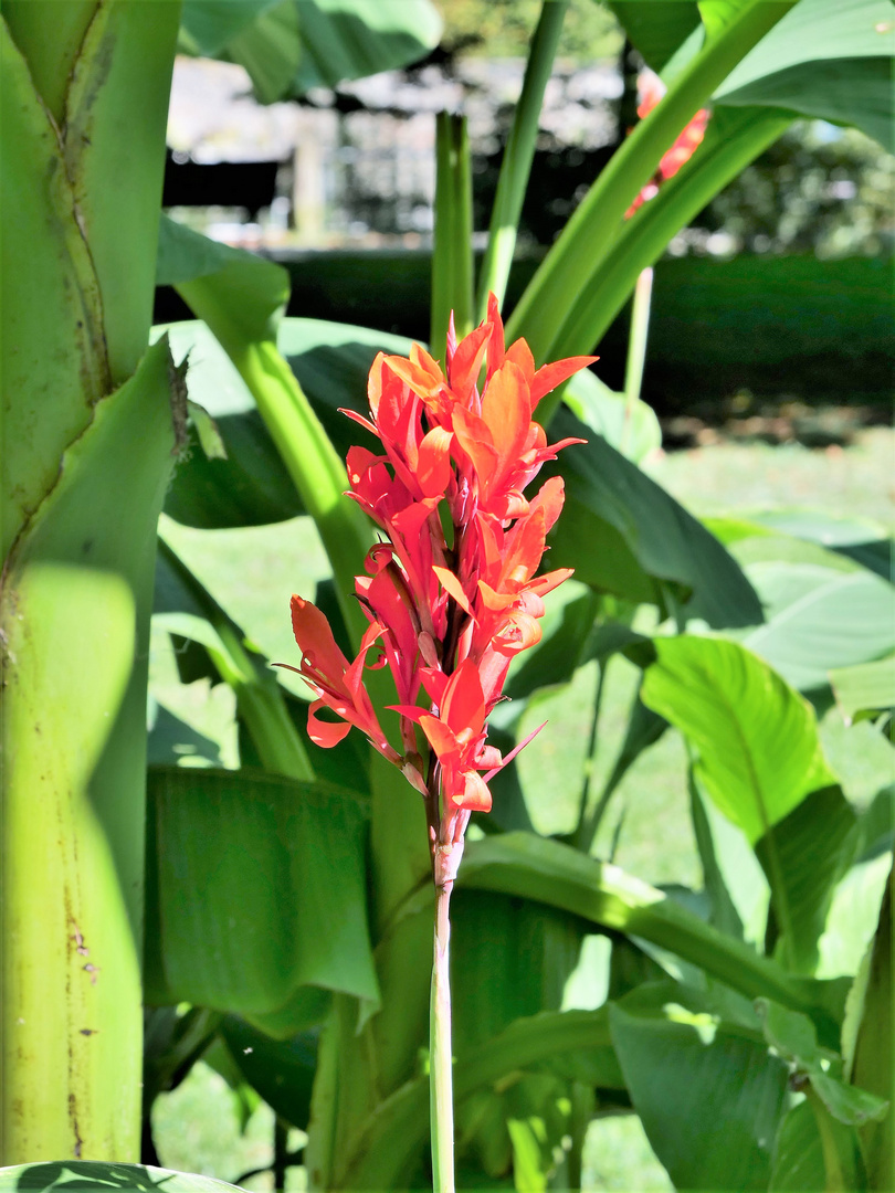 Staudenblüte