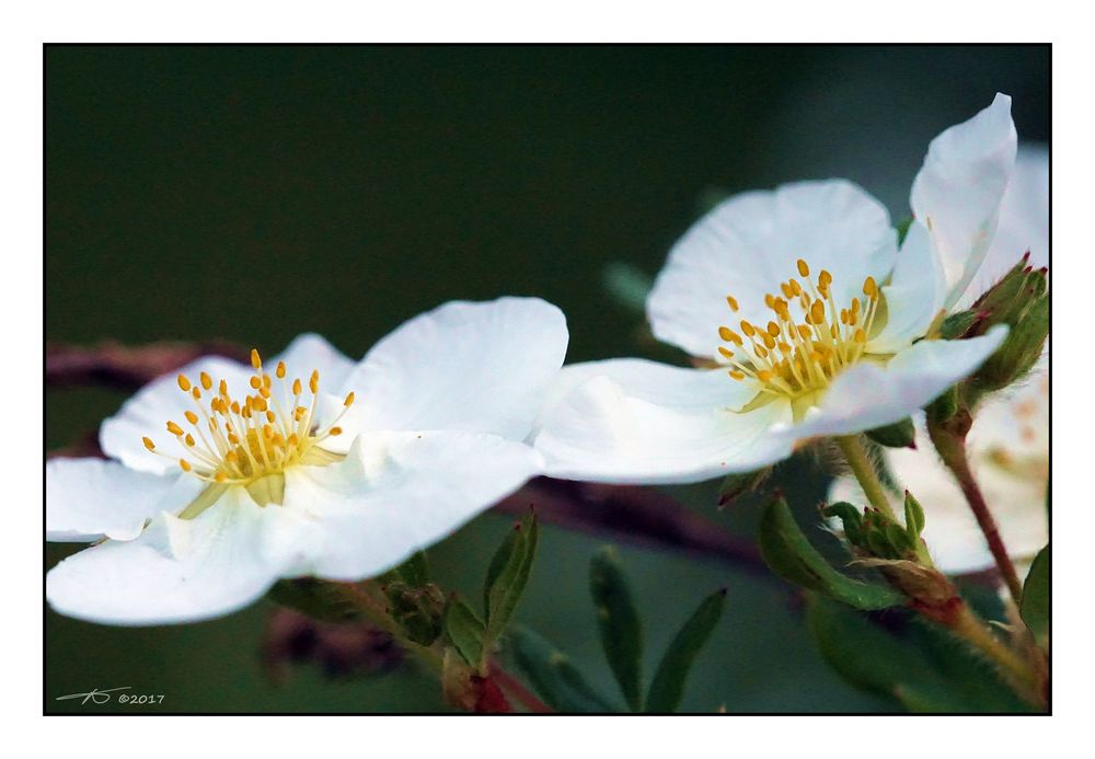 Staudenblüte_170611