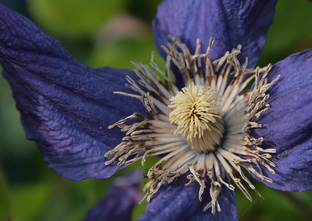 Staudenclematis