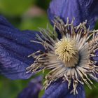 Staudenclematis