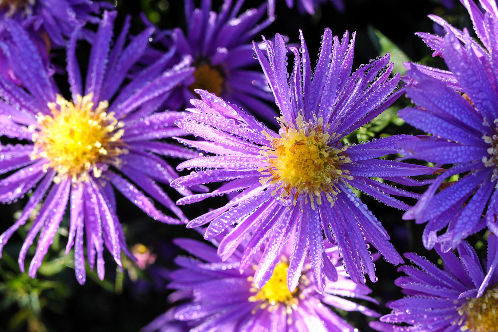 Staudengarten Gruga Essen