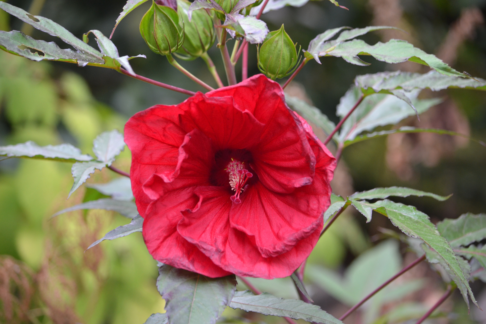 Staudenhibiscus in ROT