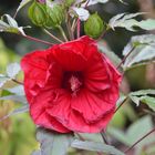 Staudenhibiscus in ROT