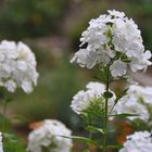 Staudenphlox