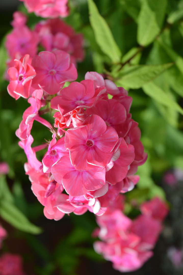 Staudenphlox