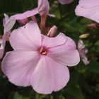 Staudenphlox