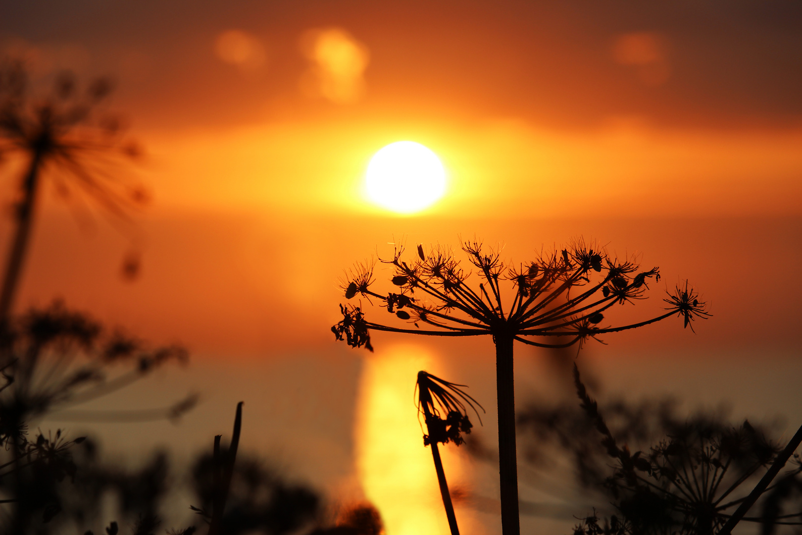 Staudensaum im Sonnenuntergang (Küste Spanien)