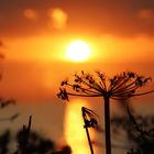 Staudensaum im Sonnenuntergang (Küste Spanien)