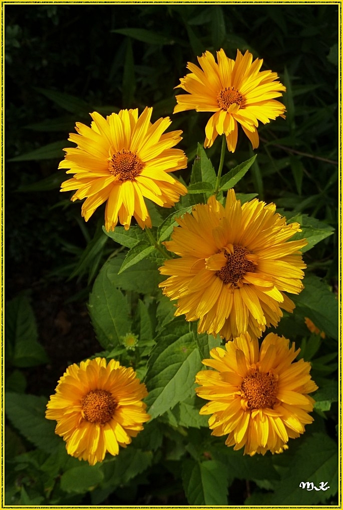 Staudensonnenblume (Helianthus decapetalus)