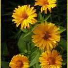 Staudensonnenblume (Helianthus decapetalus)