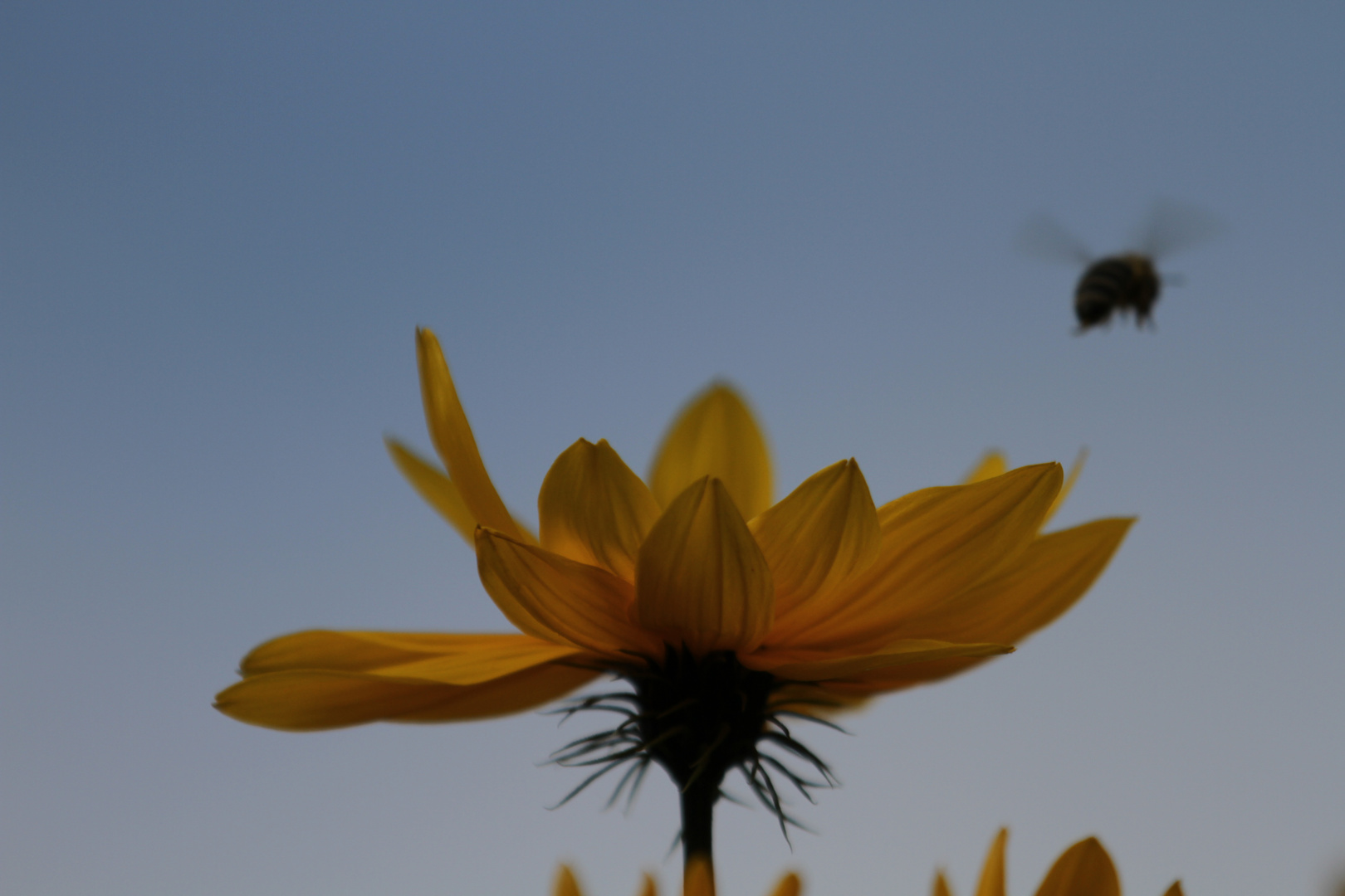 Staudensonnenblume im Schulgarten Braunschweig