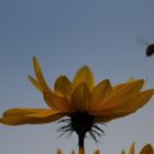 Staudensonnenblume im Schulgarten Braunschweig