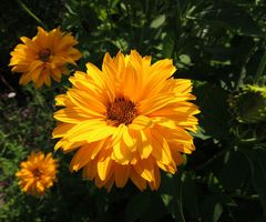 Staudensonnenblume in der Abendsonne .