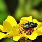 Staudensonnenblume mit Besucherin