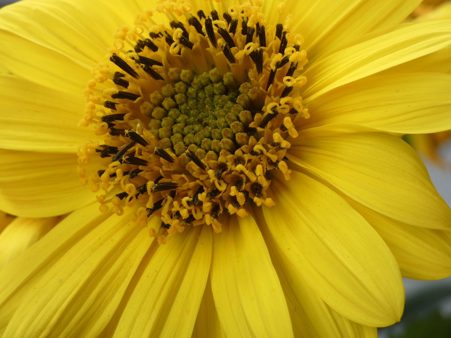 Staudensonnenblumen