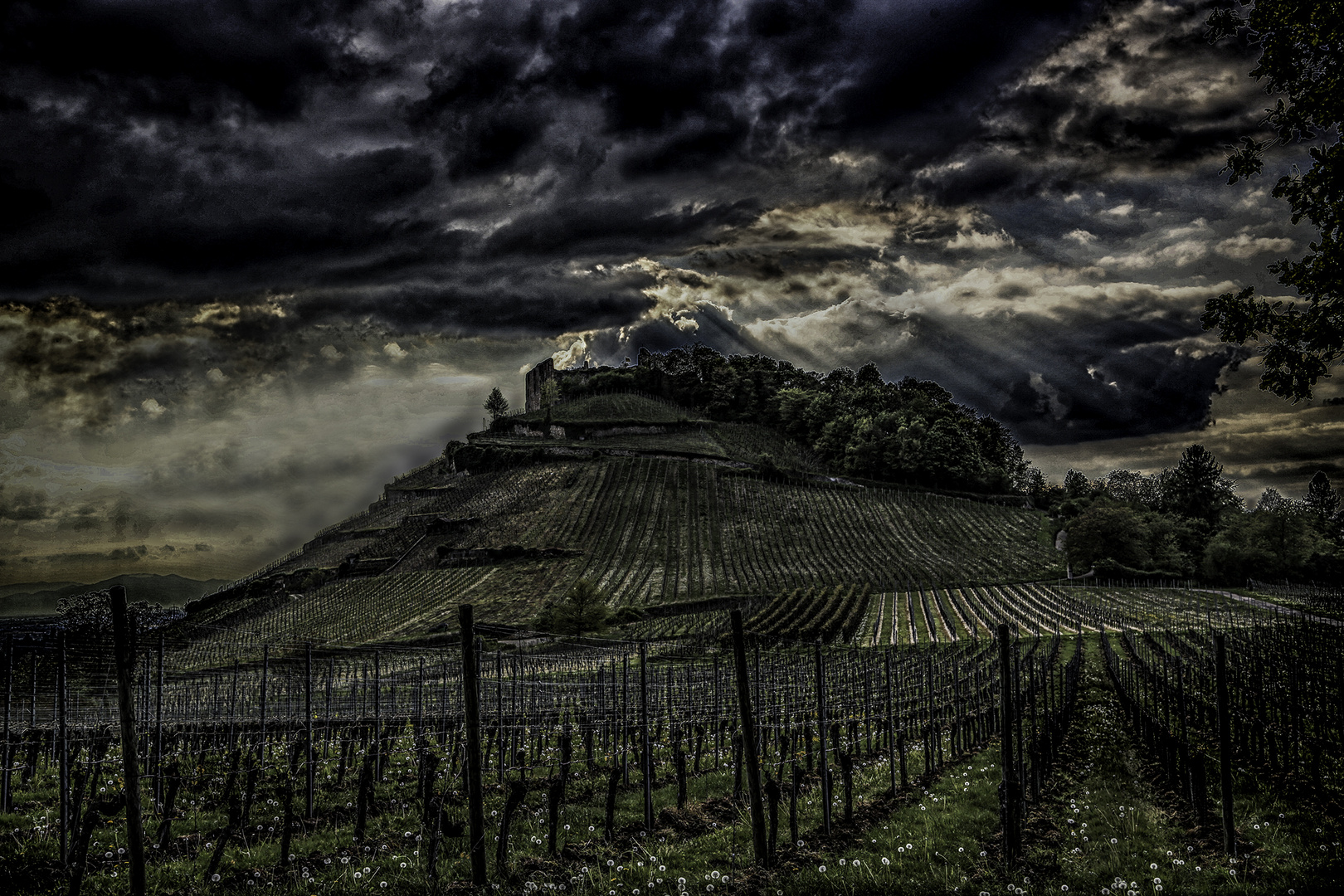 Staufen Castle Ruins and Vineyard