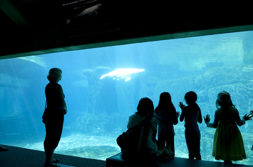 Staunen im Aquarium