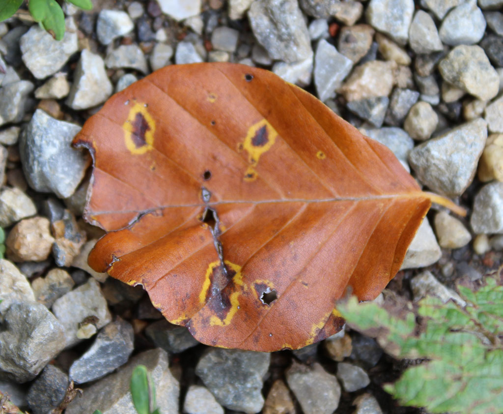 Staunendes Blatt 