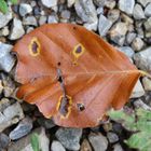 Staunendes Blatt 