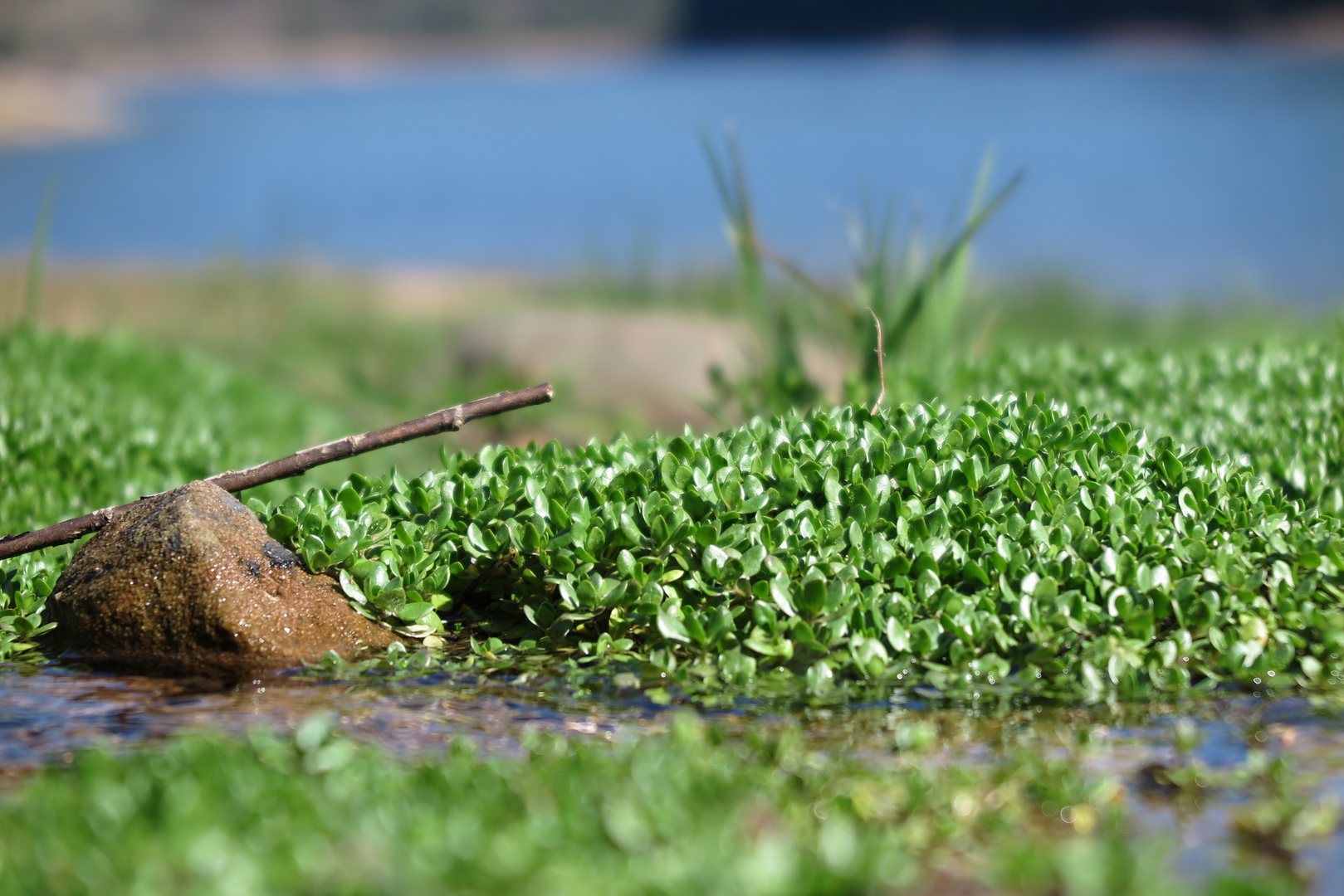 Stausee kleine Kinzig (5) 26.03.2017