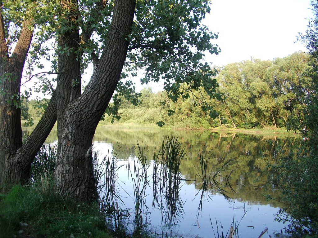 Stausee Quitzdorf / Sachsen - abseits der Badebuchten