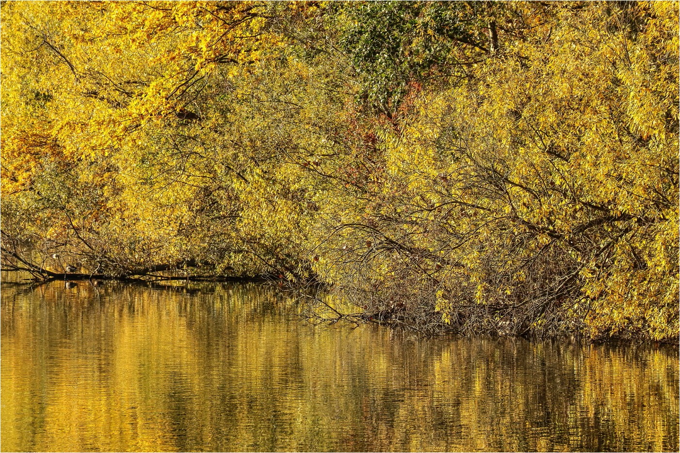 Stauseeherbst (4)