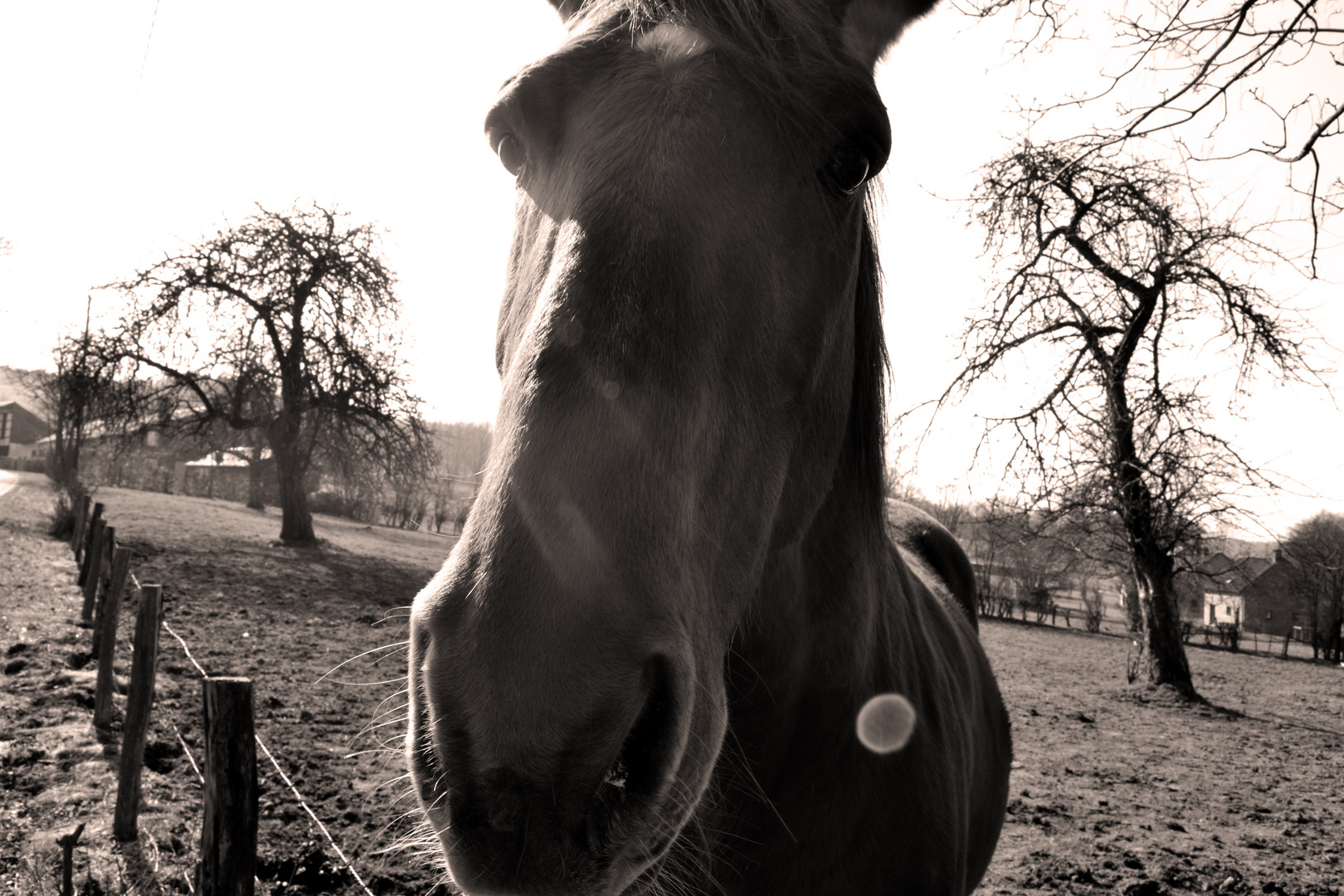 Stavelot horse