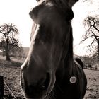 Stavelot horse