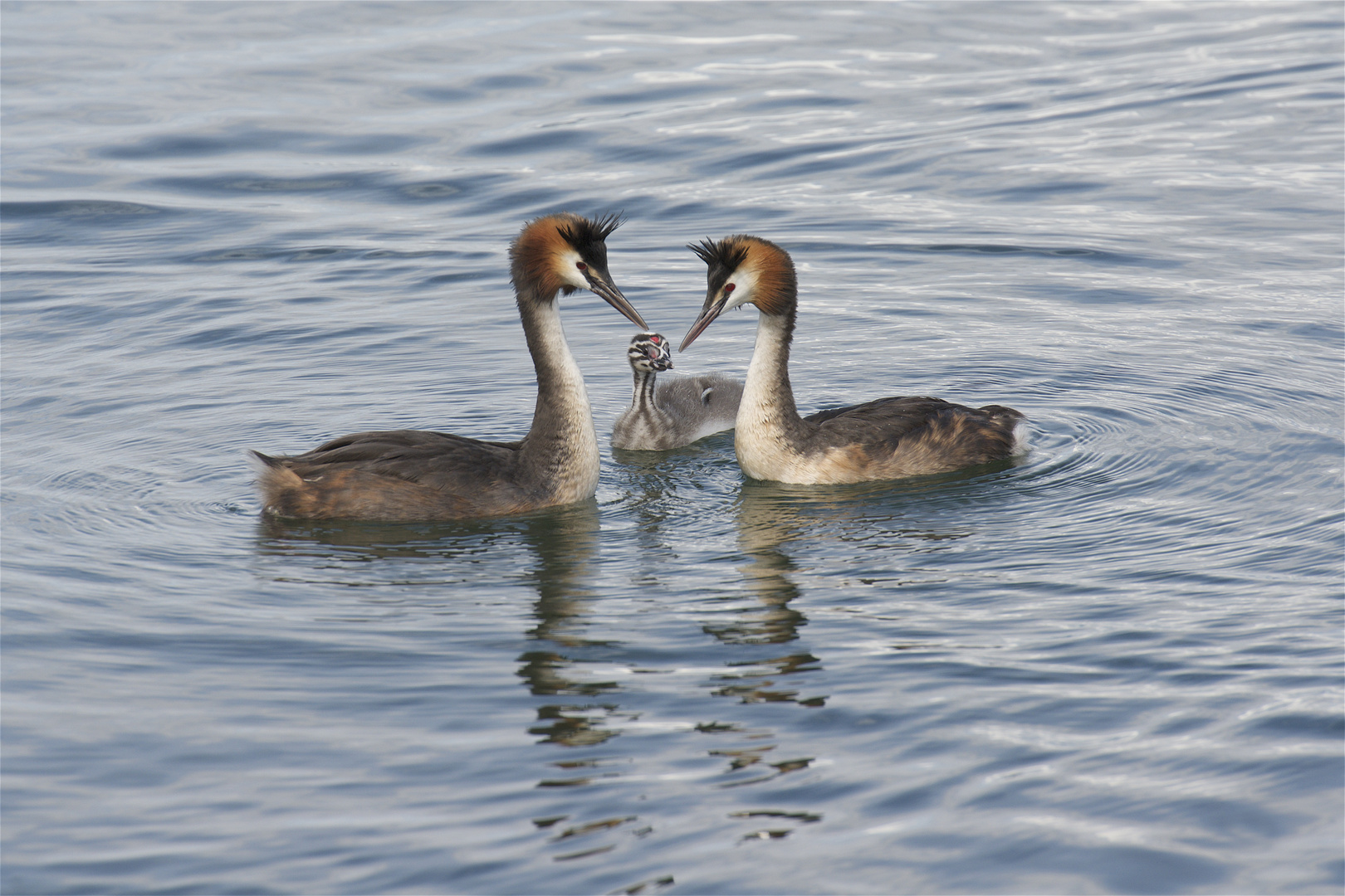 Staying close to the parents !