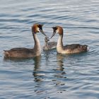 Staying close to the parents !