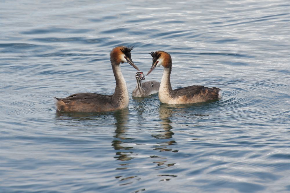 Staying close to the parents !