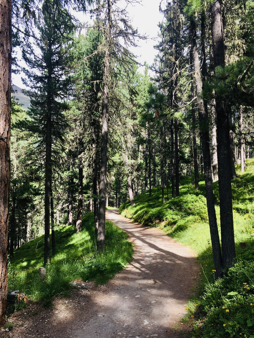 Stazerwald bei St. Moritz, Schweiz