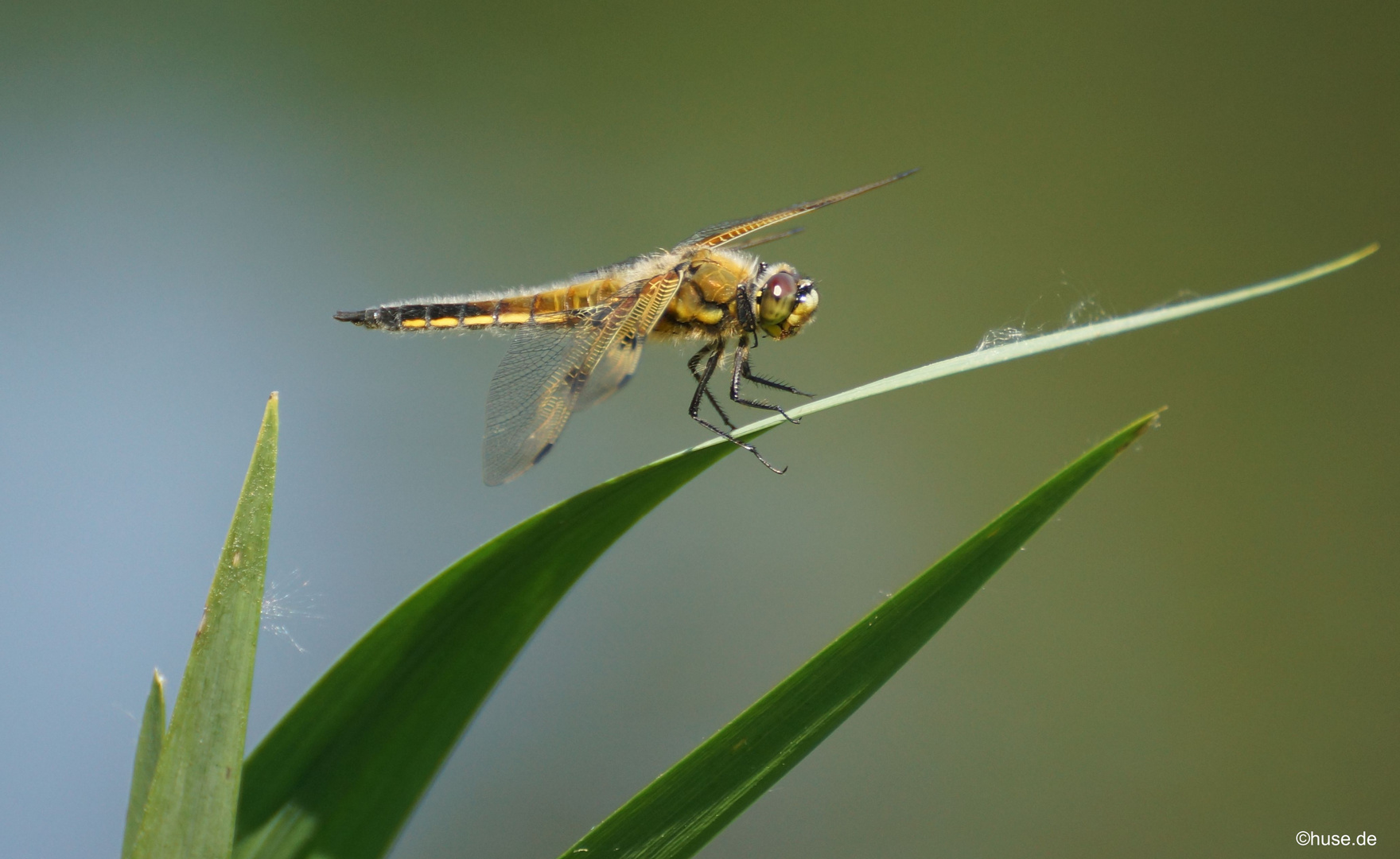 Stb.Teichbewohner_als_Fotomodel(4)_HH Foto & Bild tiere, wildlife