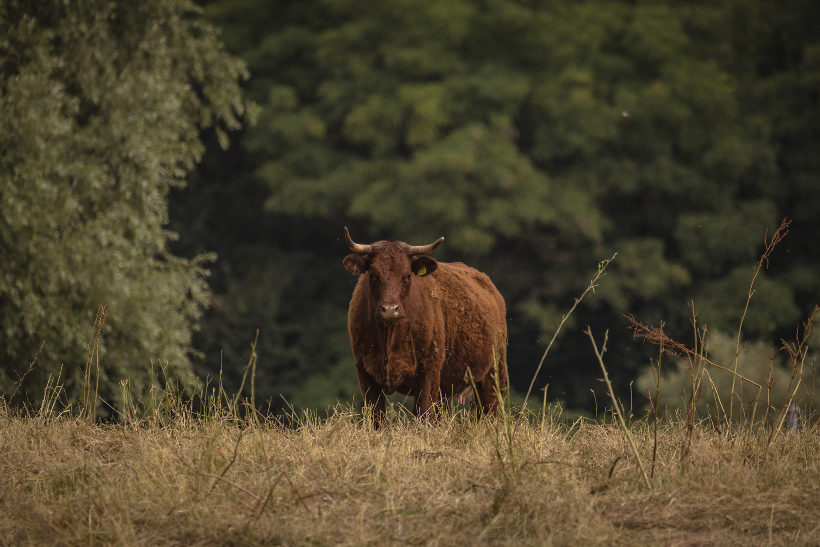 Steak auf der Wiese ;-)