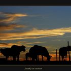 Steaks at sunset