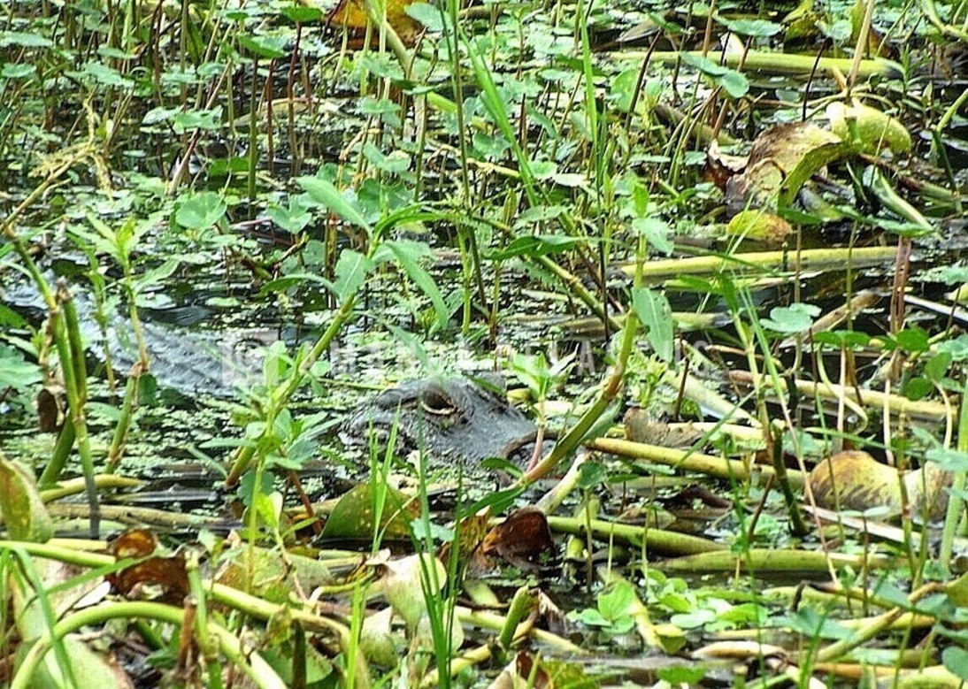 Stealth In The Swamp