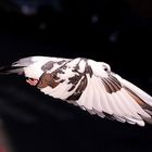 Stealth Pigeon