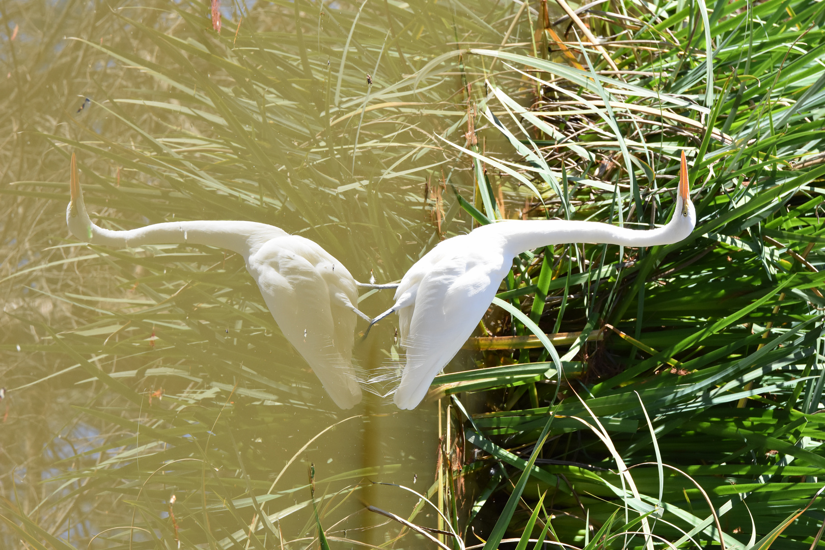 Stealthy Reflection