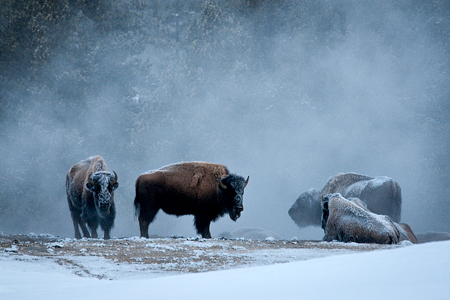 Steam bathing bison