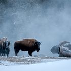 Steam bathing bison