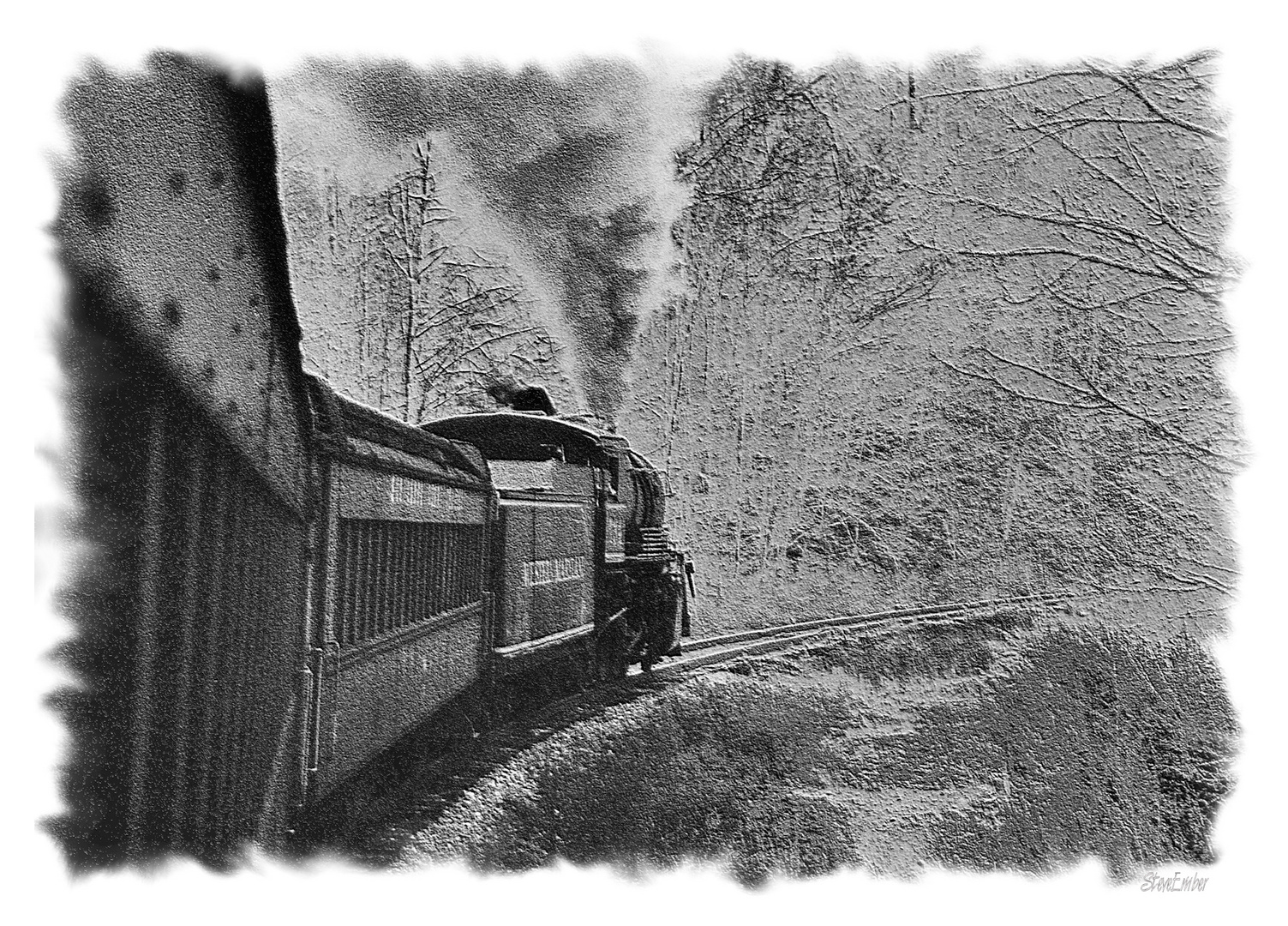 Steaming Through The Forest