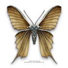 Steampunk Butterfly