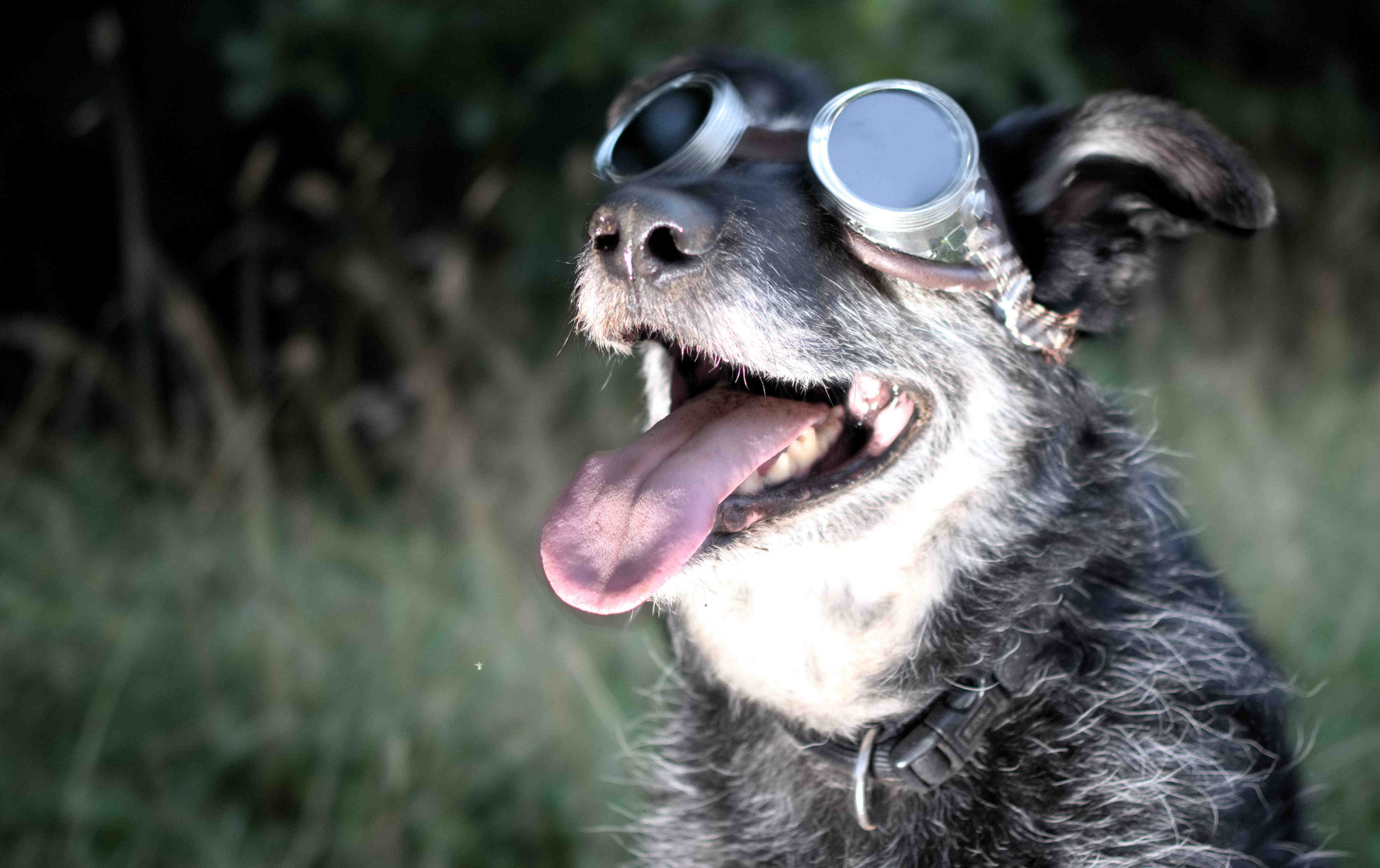 Steampunk Dog