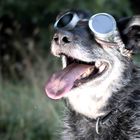 Steampunk Dog