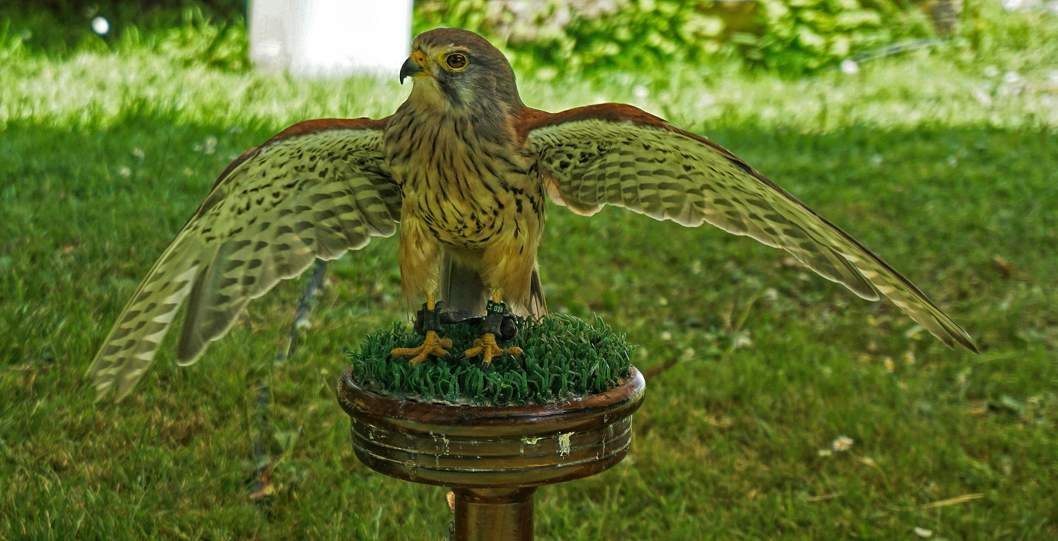 Steampunk in Mond Verde NL