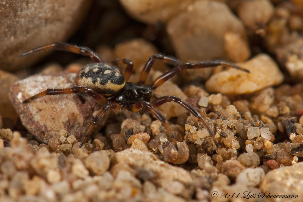 Steatoda