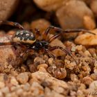 Steatoda