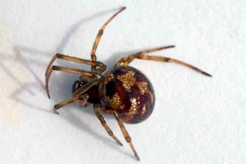 Steatoda triangulosa