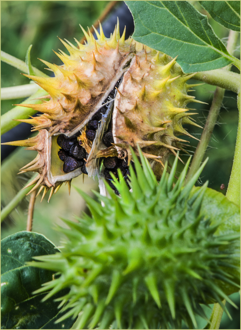 Stechäpfel, Reife- Phasen