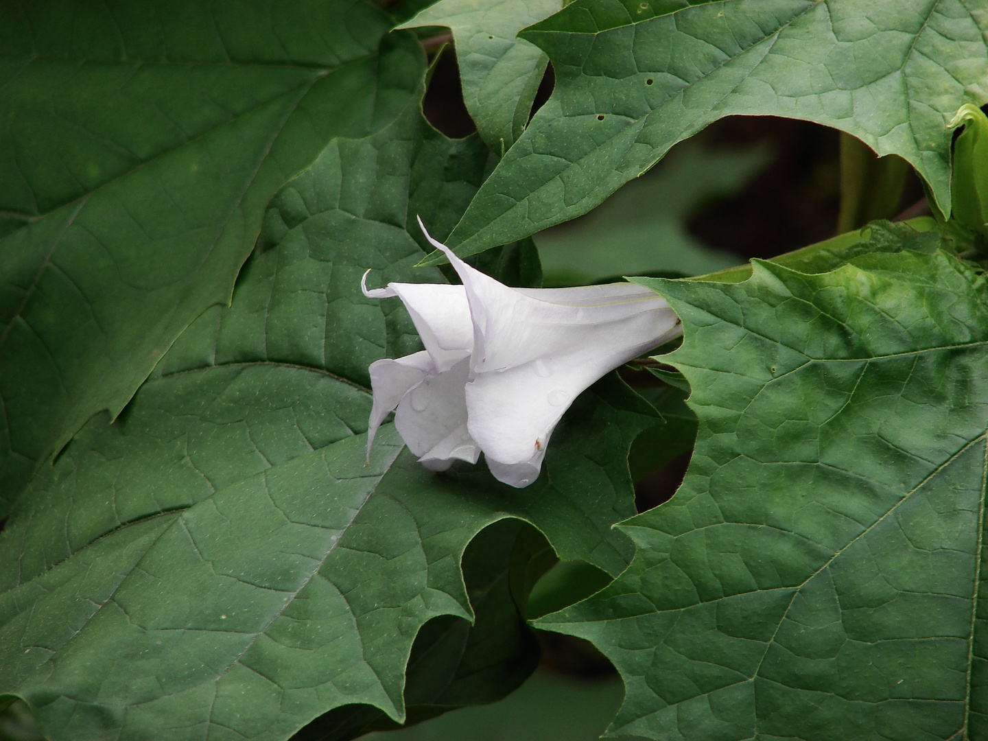 Stechapfel Blüte